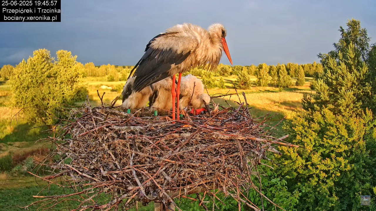 25062025bociany44