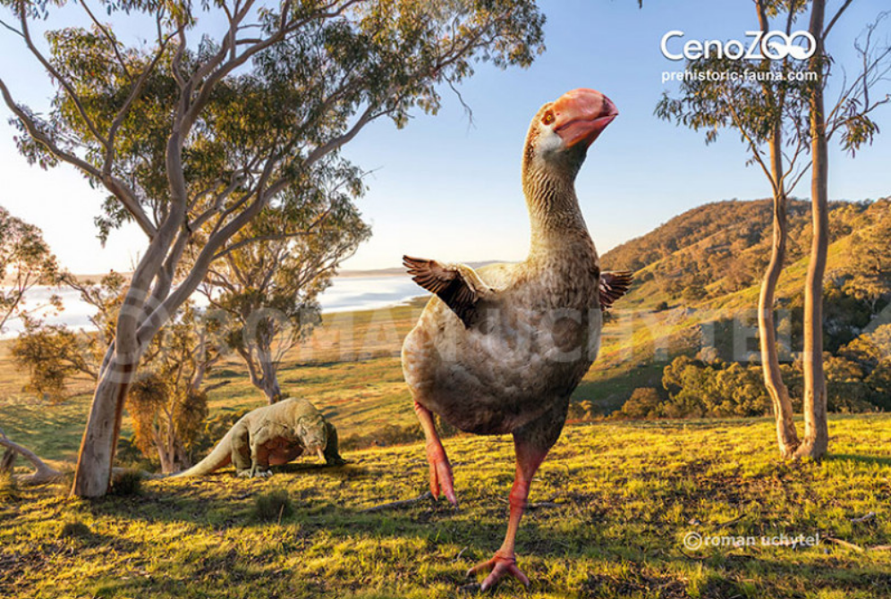 dromornis-late-pliocene