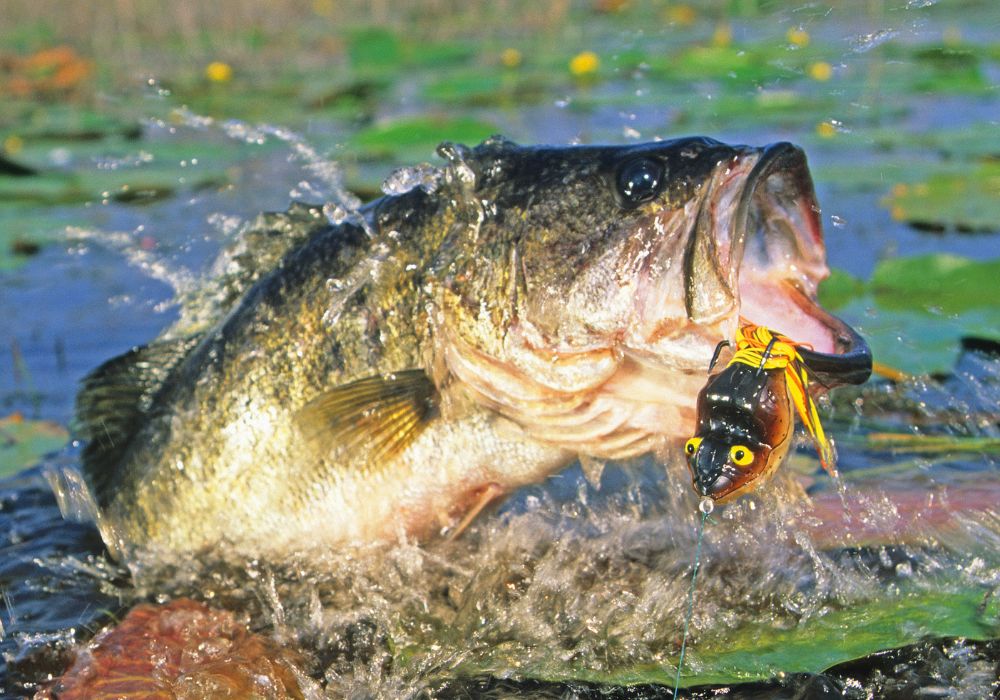 Largemouth Bass Eat frog