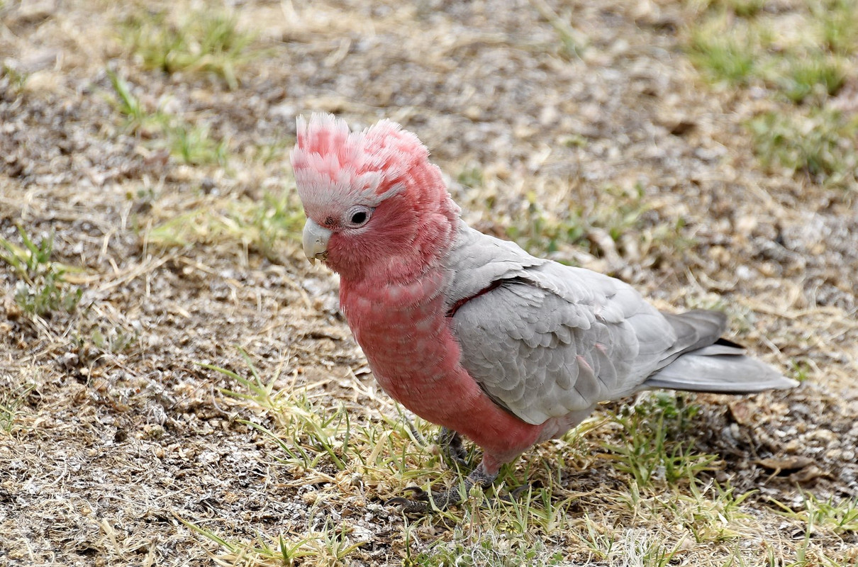 pink-ptaki-bird-dis1.jpg