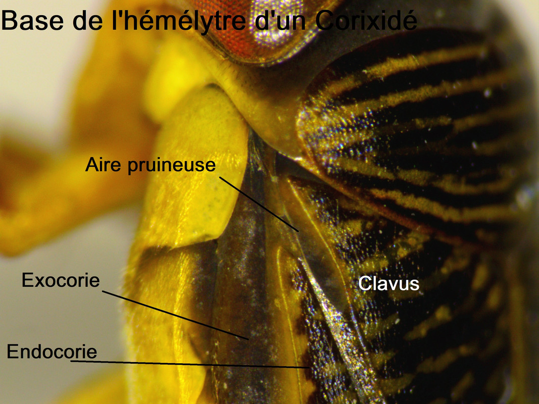 Aile antérieure Corixide(base)