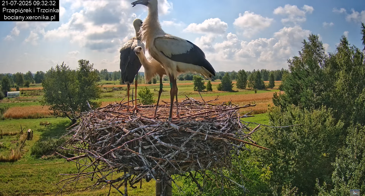 21072025bociany25