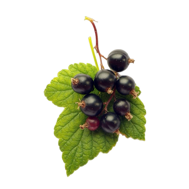 idk what this berry is called