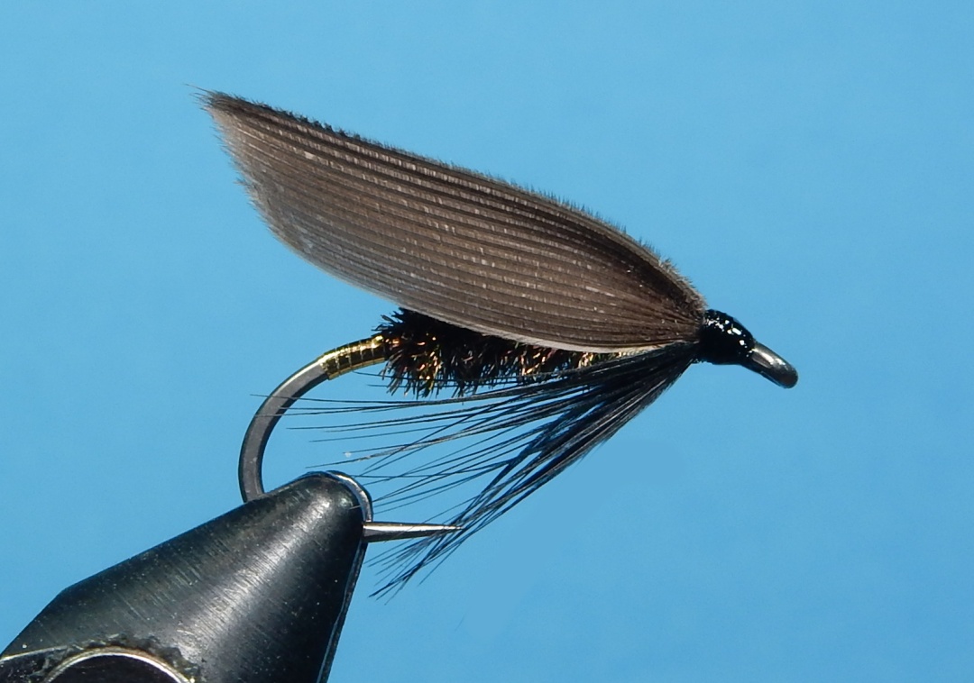 Gray-Alder-1080.jpg