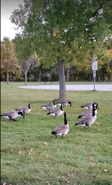 [Image: 20231020-Niagara-Falls-Ontario-Can-Geese.png]