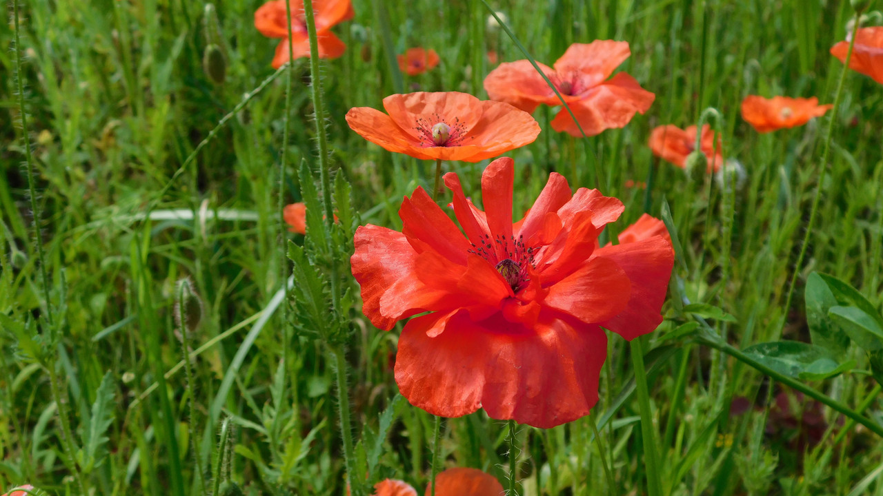 перво-дачное июньское 014