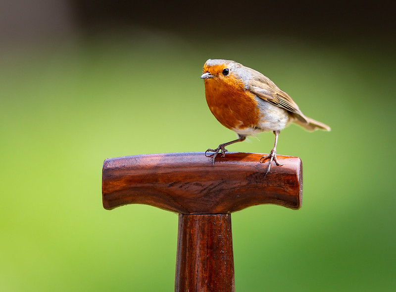 red-robin.jpg