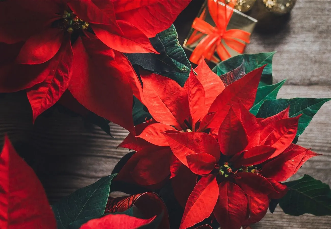 ¿Cómo mantener viva una nochebuena después de diciembre?