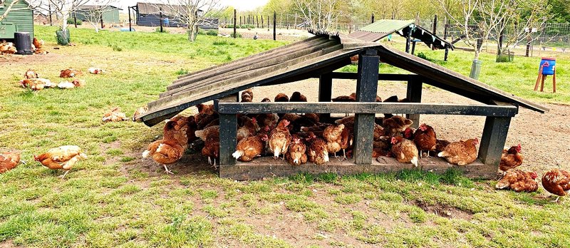 hens.jpg
