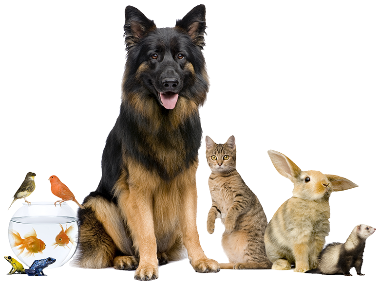 Pet Care