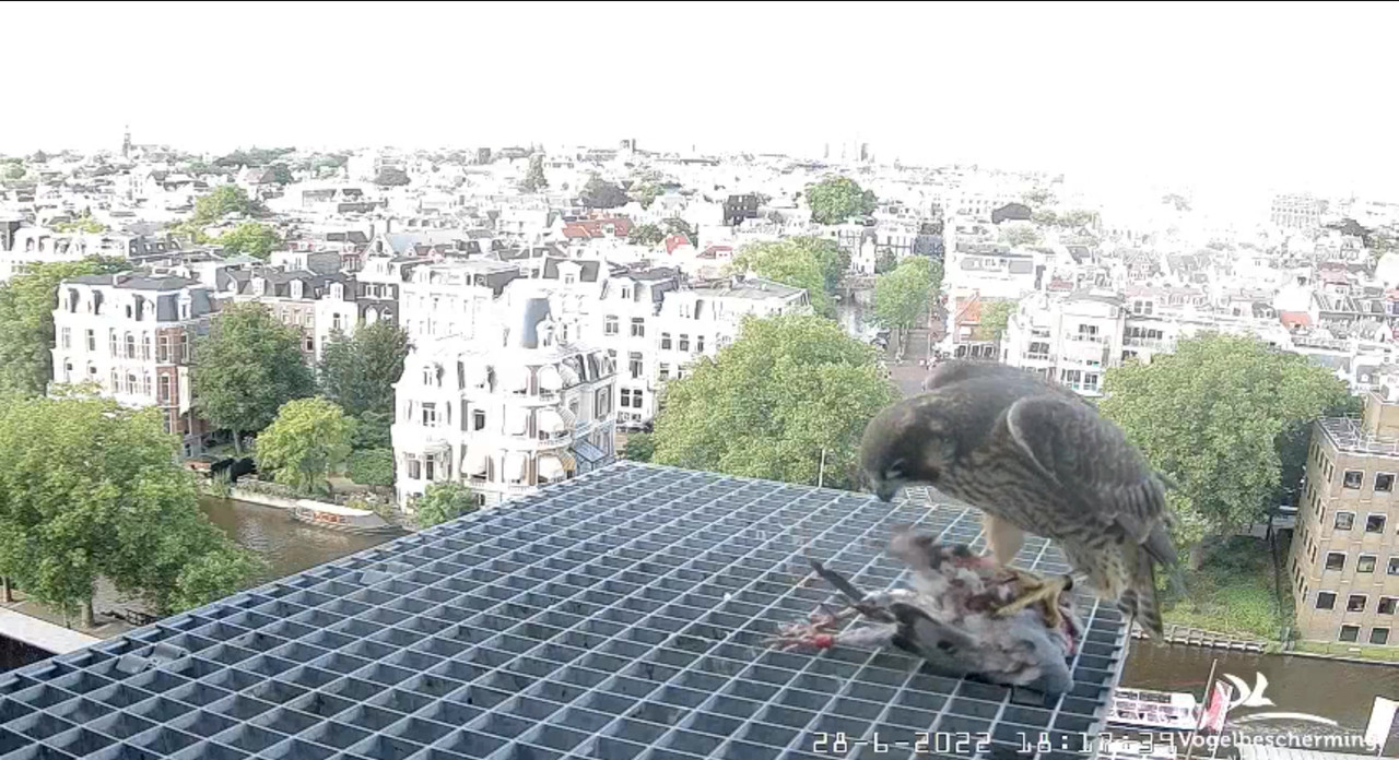 Amsterdam/Rijksmuseum screenshots © Beleef de Lente/Vogelbescherming Nederland - Pagina 34 Video-2022-06-28-182231-Moment-4