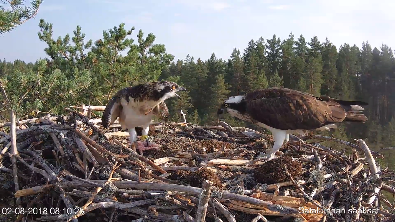 Satakunnan sääkset (Osprey Cam in Finland) - #sääksilive 3-4-59 