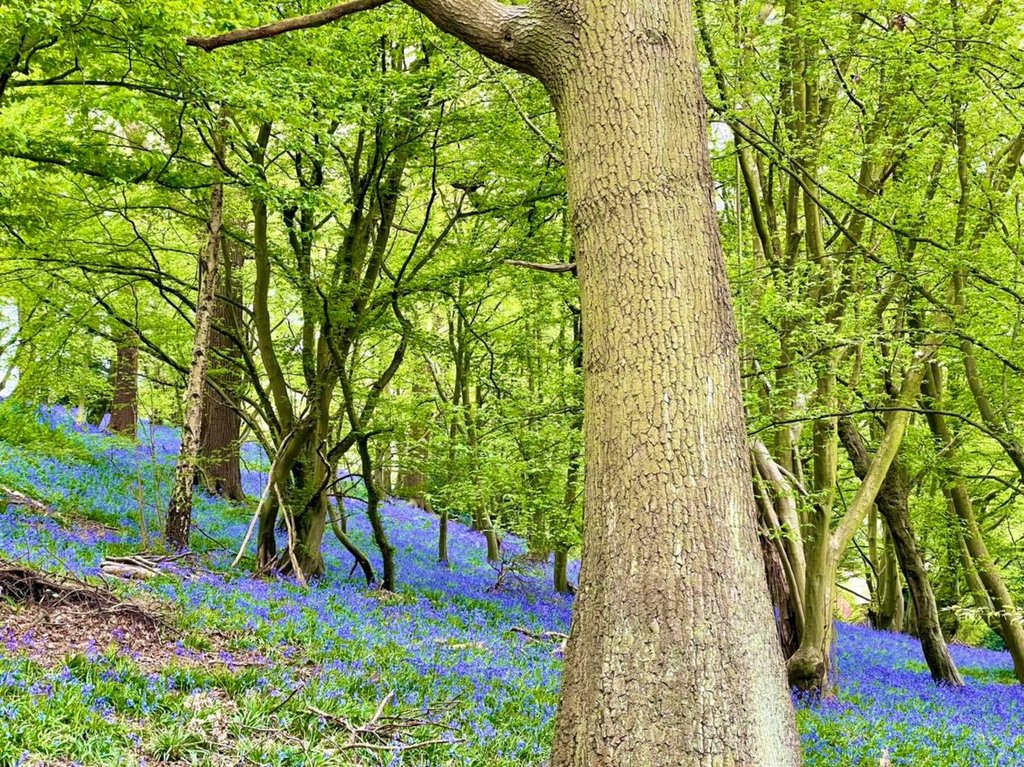 bluebells.jpg