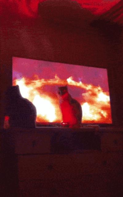 84.gif