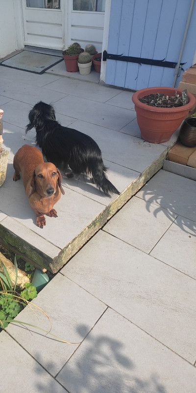 [Image: IMG-20250326-114813.jpg]