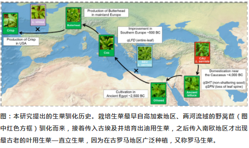 Nature Genetics发布最大规模生菜全基因组重测序研究-3.png