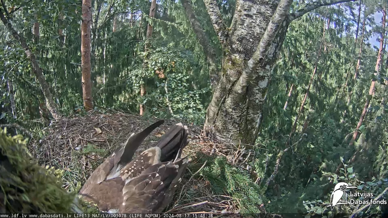 Mazais ērglis (Clanga pomarina), ligzda bērzā - LDF tiešraide 14-33-48 screenshot (1)