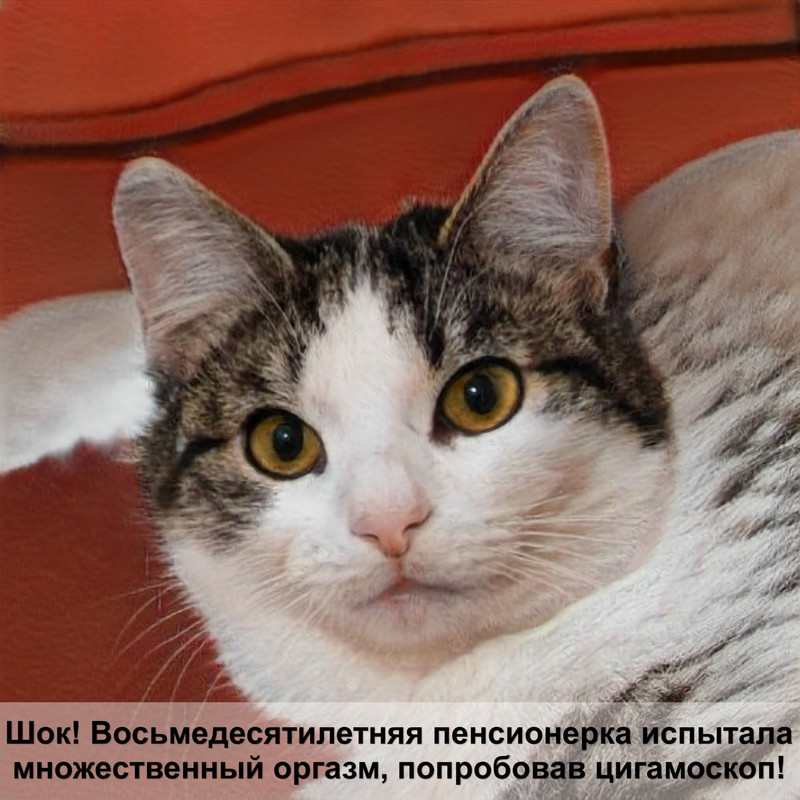 породы черных кошек