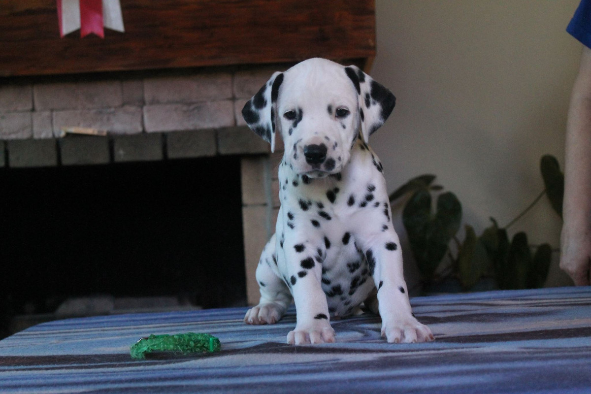 Счастливый Амулет