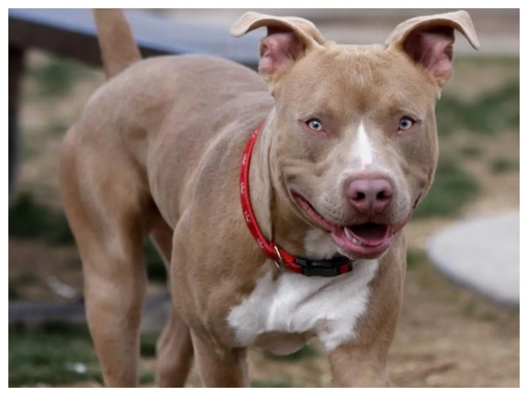 Criador de perros muere tras ser atacado por sus pitbulls en California
