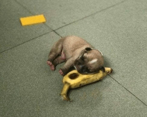 pup-banana-bed.jpg
