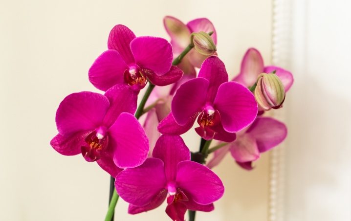 Truco casero para nutrir tus orquídeas ¡con jugo de limón!