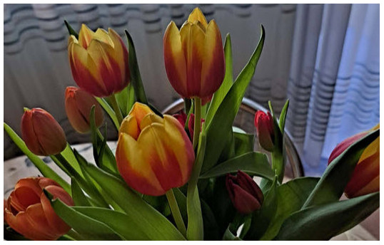 tulpe1