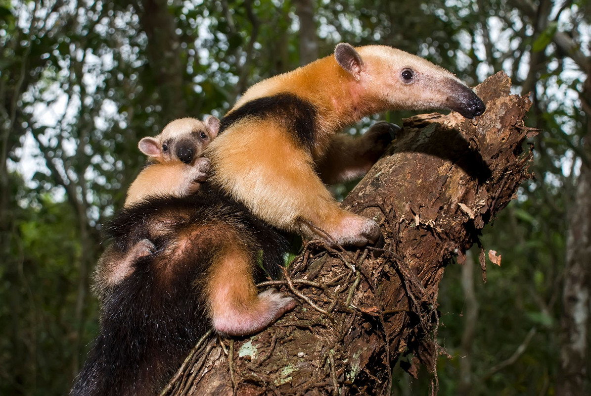 [Image: tamandua.jpg]