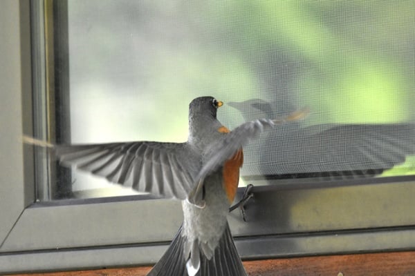 Prevent Birds From Flying Into Windows