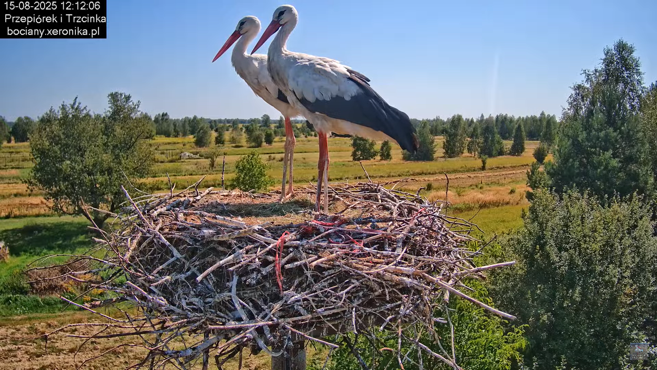 15082025bociany24