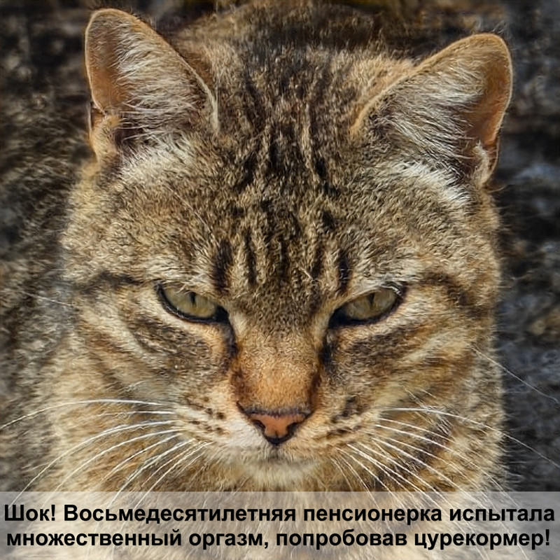 витамины для лысых кошек