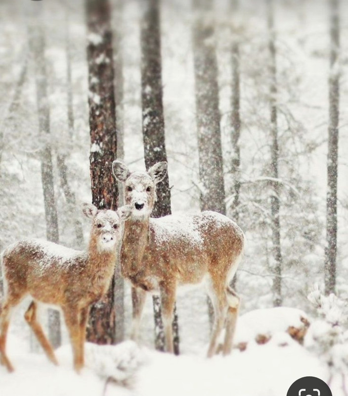 Screenshot_20231009_231510_Pinterest