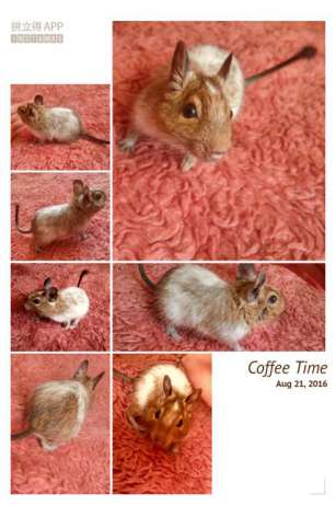 244906076_1_644x461_2-pyatnistye-malchishki-degu