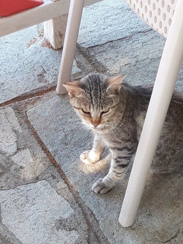 Slika