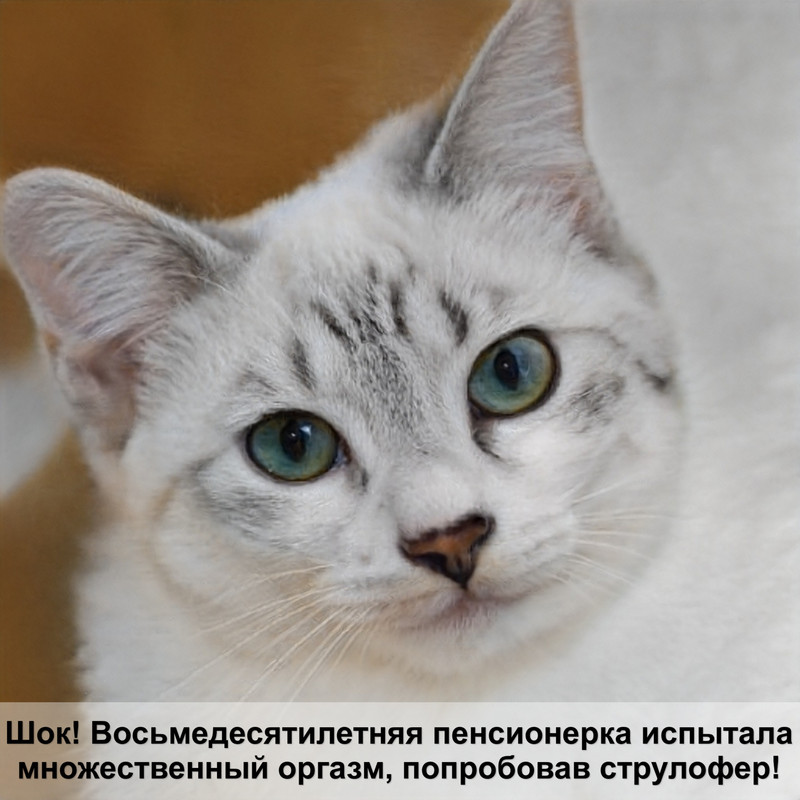 лысая кошка особенности породы