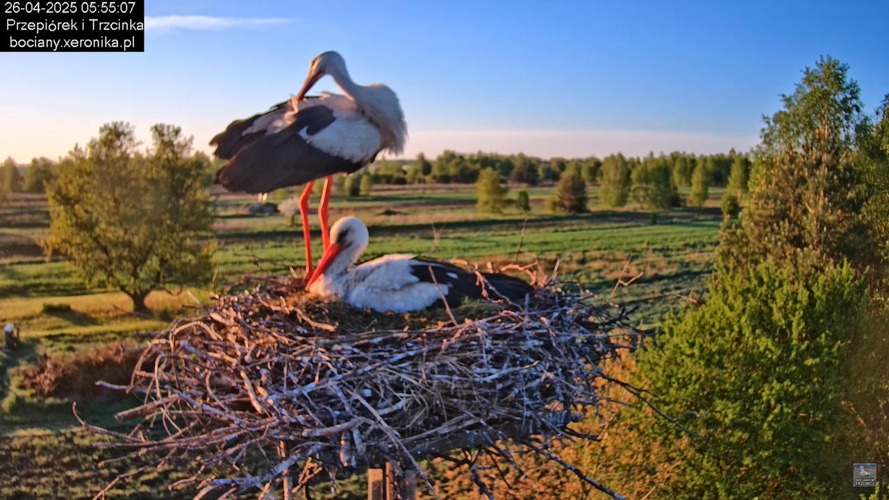 26042025bociany3