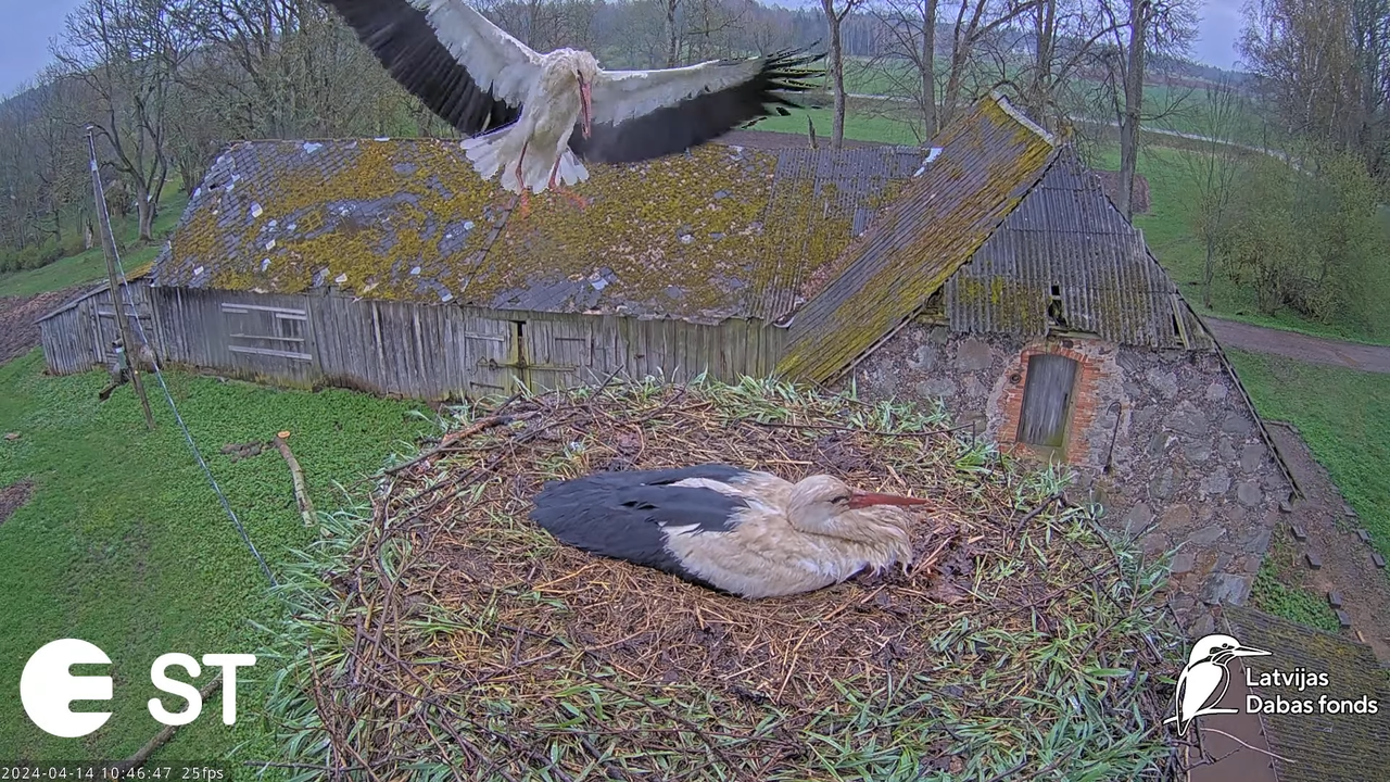 Baltie stārķi (Ciconia ciconia) Tukuma novadā - LDF tiešraide __ White storks in Tukums, Latvia 14-3