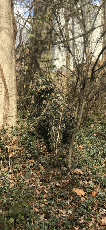 D36778B8-945F-4BBC-A969-5807973DFEFA