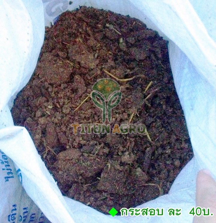 ขี้วัว_๒๐๐๙๒๕_0