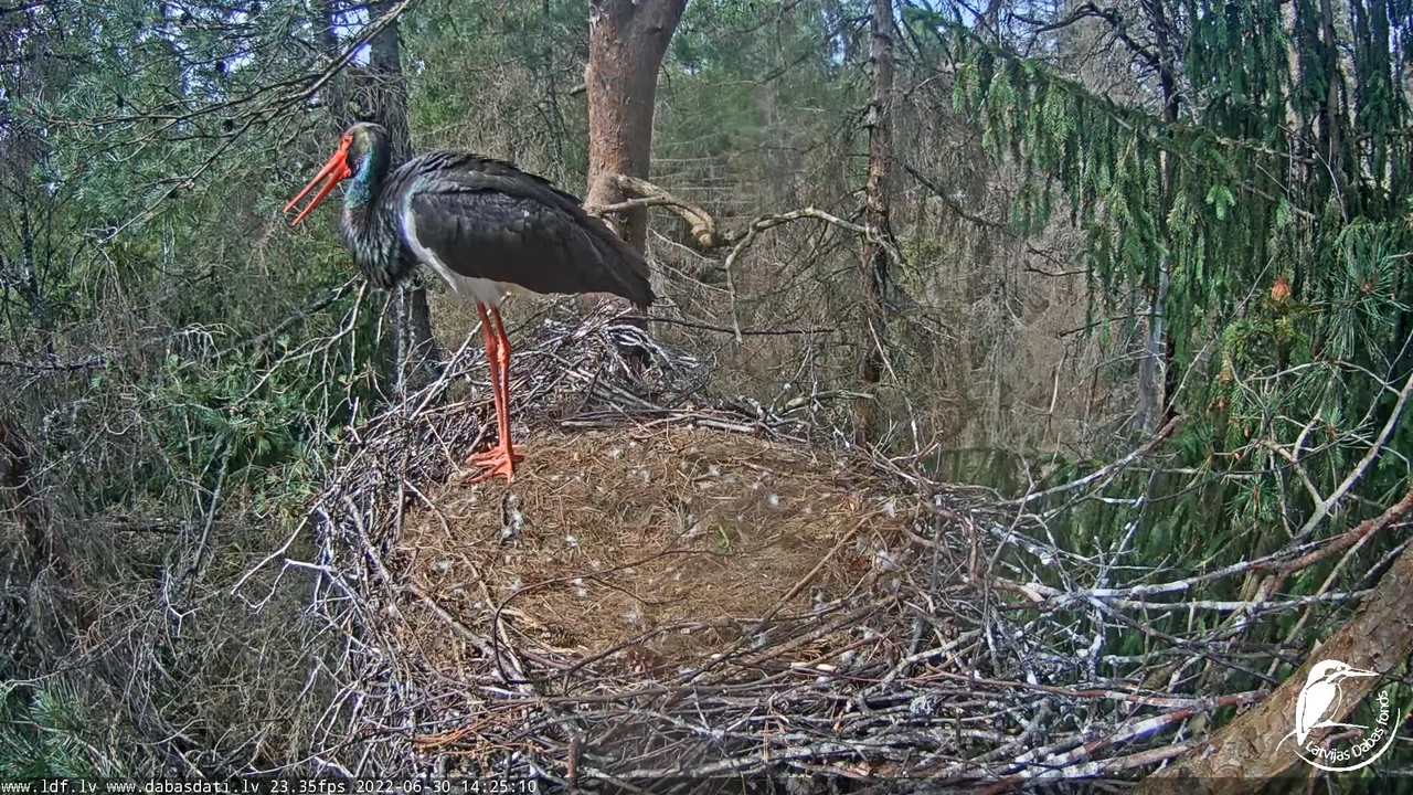 Melnais stārķis (Ciconia nigra) Siguldas novadā - LDF tiešraide 5-0-33 screenshot