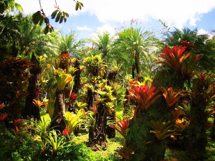 Какие тропические растения могут выжить в условиях сухого и холодного климата