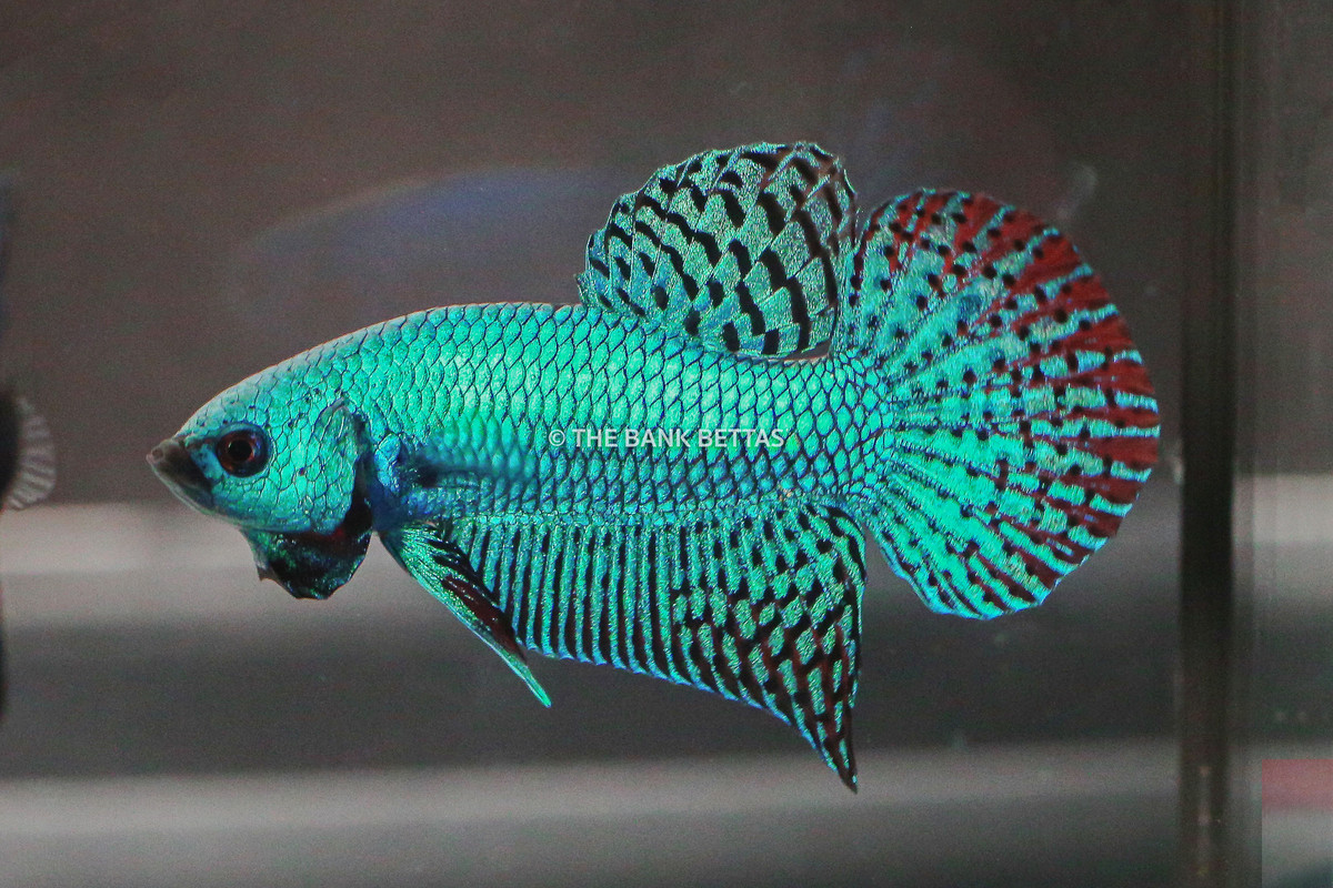 Live Betta Fish Alien Green Breeding Pair from Thailand | eBay