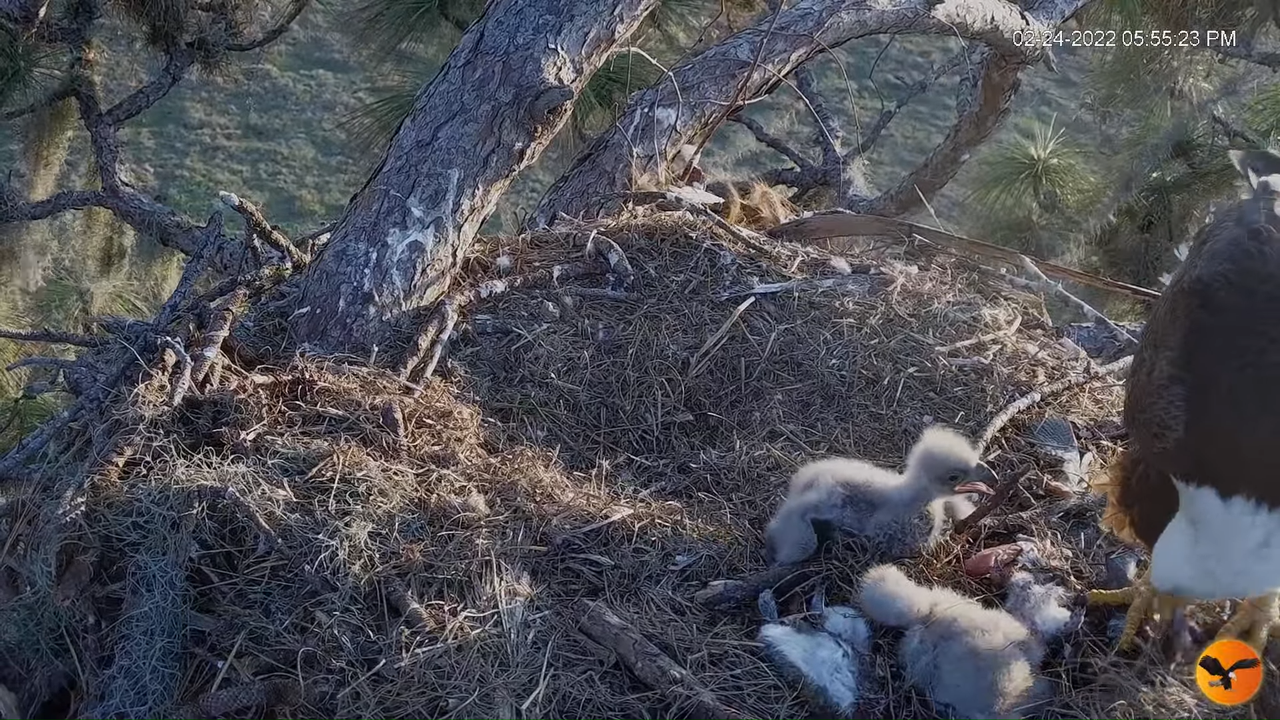 EC 4K Overhead Cam 4-54-32 screenshot