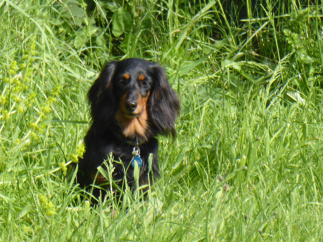 [Image: P1040911.jpg]