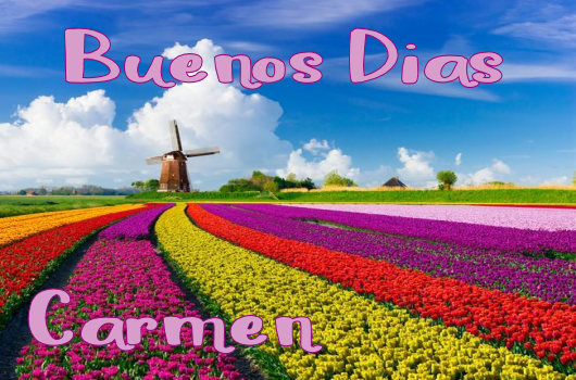 B DIAS TULIPANES