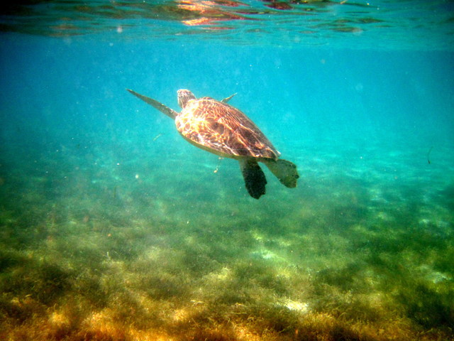 Excursiones por libre en Riviera Maya - Mexico - Foro Riviera Maya y Caribe Mexicano