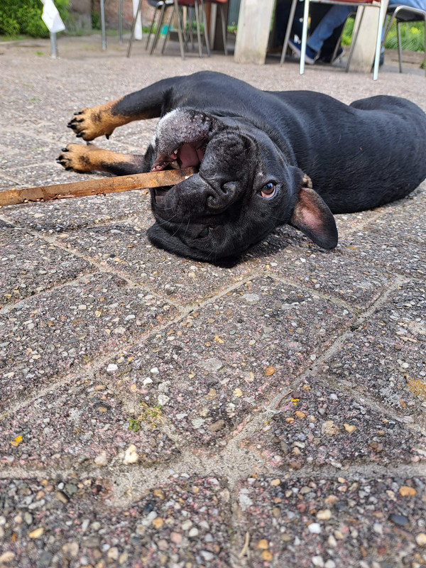 Afbeelding