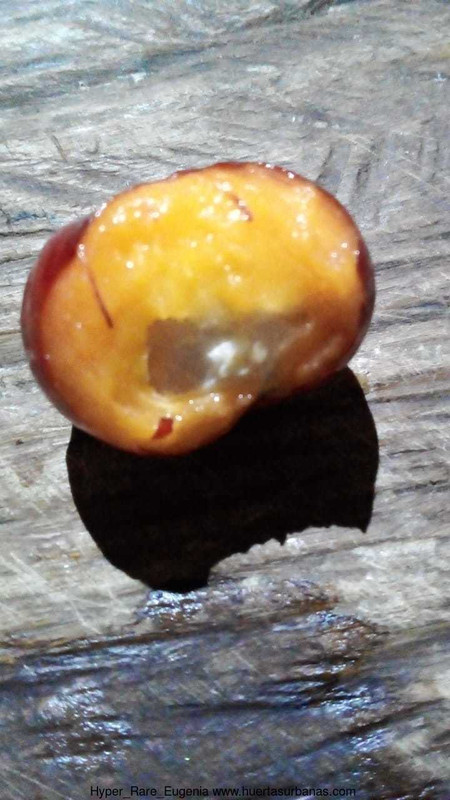 Huertasurbanas_com-573a442b-5fbc-4426-a290-92959e6ddd5e.jpeg-20220519_121455Hyper_Rare_Eugenia