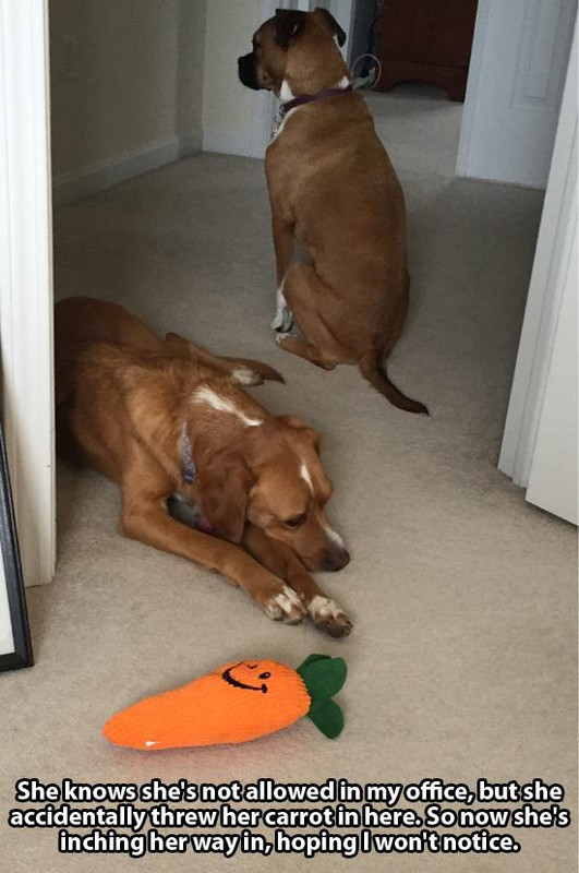 mans-best-friend-5
