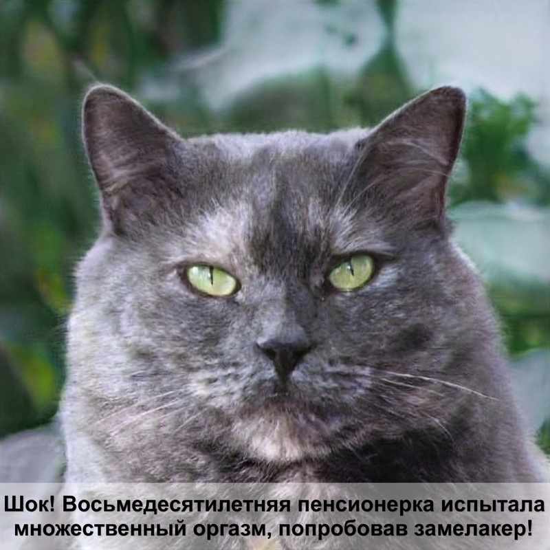 зубы у кошки выпадают